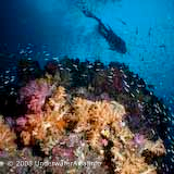 Coral Reef